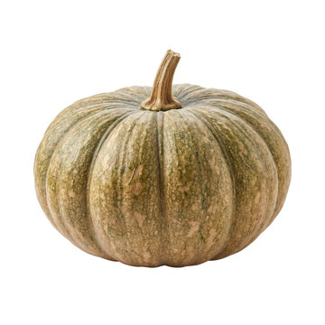 A single unripe green pumpkin with a thick stem.