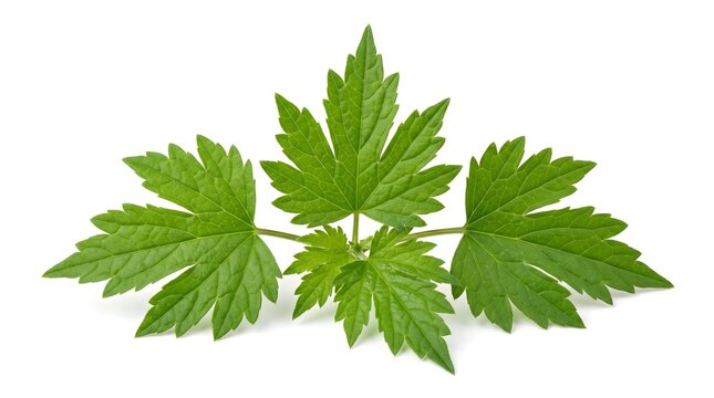 Fresh Chinese Motherwort Leaves Isolated on White Background - Leonurus Japonicus Stock Photo