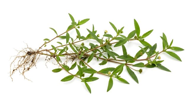 Eclipta Prostrata Whole Plant with Roots, False Daisy Herbal Medicine Stock Photo on White Background