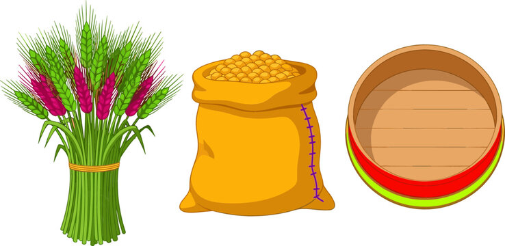 Agriculture Wheat Harvest Vector Set with Green Grain Sheaf Sack of Corn Kernels and Wooden Sieve Element for Organic Farming Design
