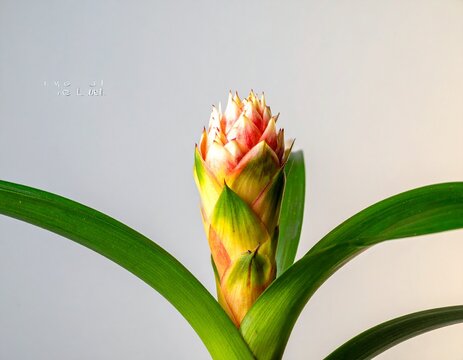 Colorful guzmania bromeliad flower bud. Macro photography of a tropical exotic plant starting to bloom with vibrant green and pink overlapping scales.