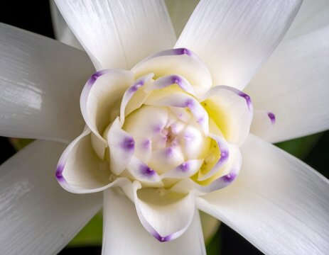 White torch ginger. Rare etlingera elatior or white kecombrang opening its petals with delicate purple tips in macro photography.