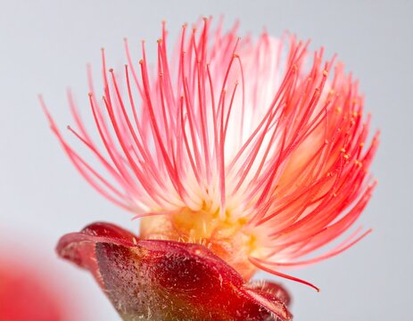 Pink powder puff flower. Exotic calliandra haematocephala blooming with delicate red and white filamentous stamens on bright background.
