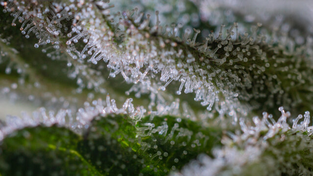 A close-up photograph of a cannabis flower showing the trichomes.,medical marijuana,cover page,copy space