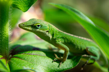 Naklejka premium Macro Close-Up of Green Anole Lizard Catching Insect, Extreme Detail of Scales and Eye