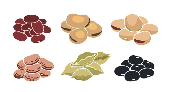 Educational illustration displays different types of edible beans and legumes including kidney beans, lima beans, and soy.