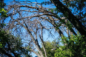 Fototapeta premium A Black Oak Tree killed by the Gold Spotted Oak Borer in Oak Glen, California, showing the Invasive Insect Pest is destroying the Environment, Oak Glen, Habitat, environment, conservation, sky, nature
