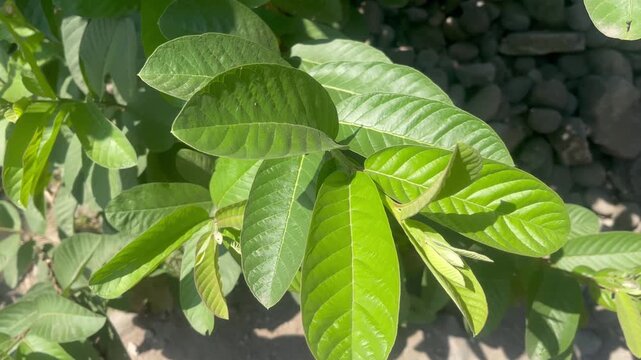 Natural Texture of Green Guava Leaf Macro