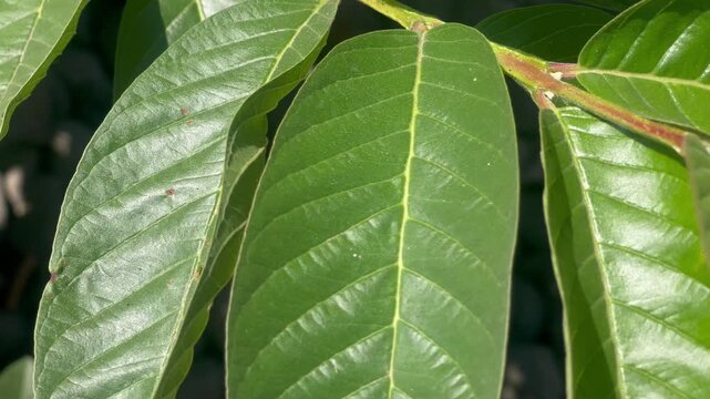 Tropical Botanical Background Featuring Guava Leaf