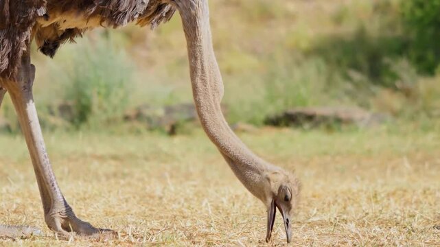 Ostrich Grazing on Dry Grass Close Up