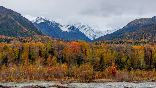 Matanuska River valley autumn forest with snowy mountains