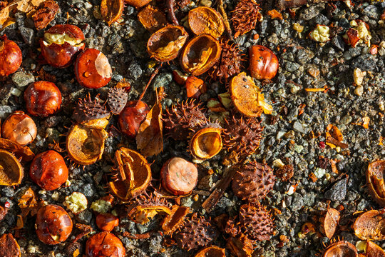 Horse chestnuts and broken coniky shells on gravel