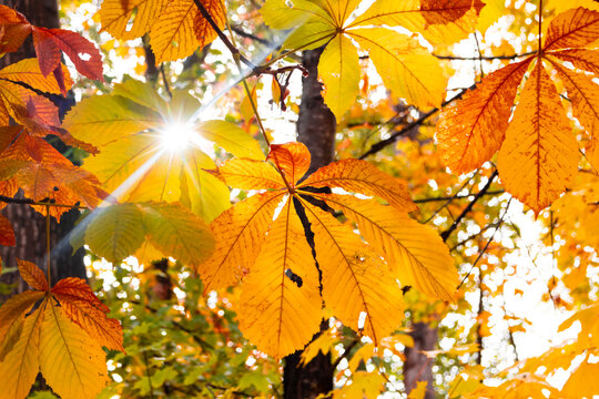 Autumn leaves backlit by bright sun flare in forest