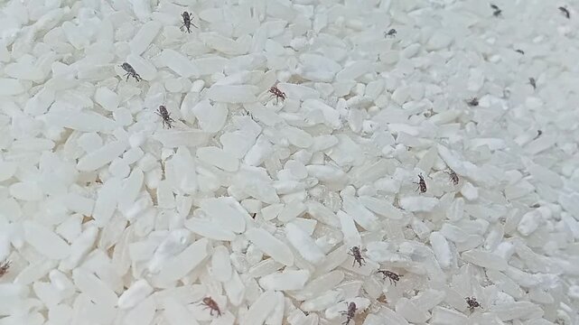A rice weevil sitophilus oryzae infesting stored rice grains.