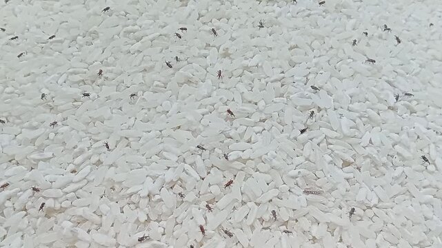 A rice weevil - close up.