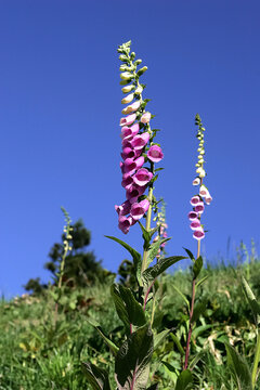 Purple Foxglove Flowers Against a Clear Blue Sky