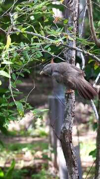 Yellow-billed babbler birds playing and interacting on a branch in a natural outdoor setting, showing social bird behavior.