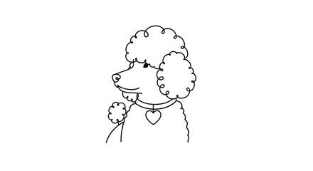 Fototapeta premium Minimalist black and white line art illustration of a well-groomed poodle wearing a heart-shaped collar charm and a bow.