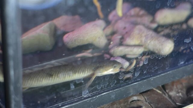 Macro View of Snakehead Fish Hunting Larvae in Aquarium
