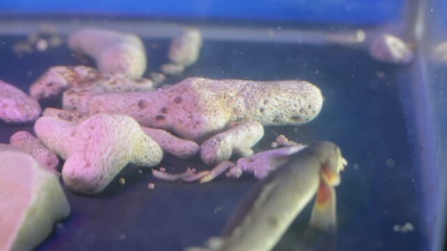 Small Snakehead Channa Fish Foraging and Eating Worms
