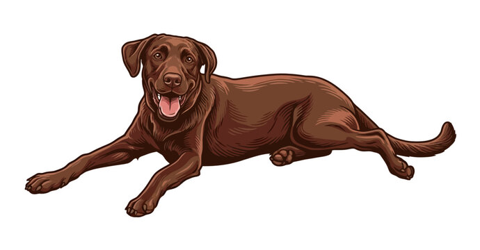 Chocolate labrador retriever dog lying down in a vector illustration style