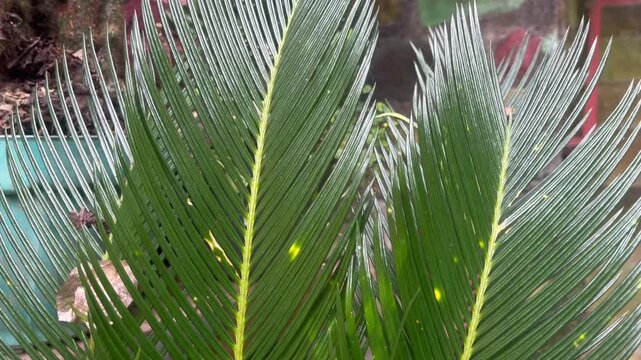 Close Up of Cycas Ornamental Plant Leaves with Natural Texture