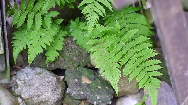 Close up of green fern leaves growing naturally among mossy rocks in the garden