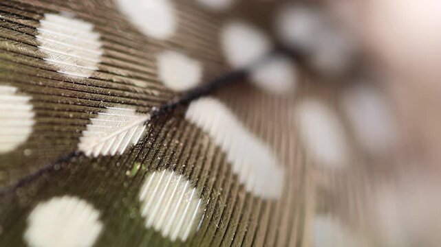 Guineafowl macro feather pattern close up with brown and white markings 180fps Captured in Cinematic High Detail Footage