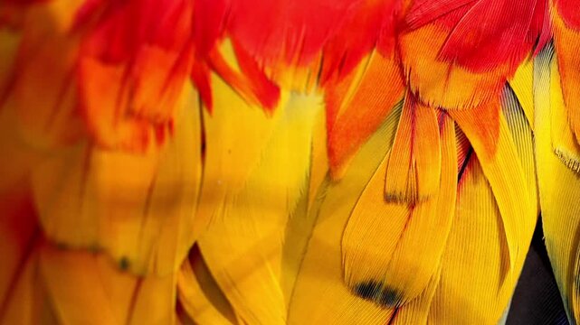 Colorful macaw feather texture in orange yellow and red close up 180fps Captured in Cinematic High Detail Footage