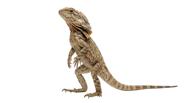 Kangaroo lizard agamid reptile isolated on transparent background