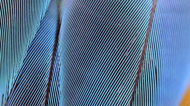 Blue macaw feather texture close up pattern detail 180fps Captured in Cinematic High Detail Footage