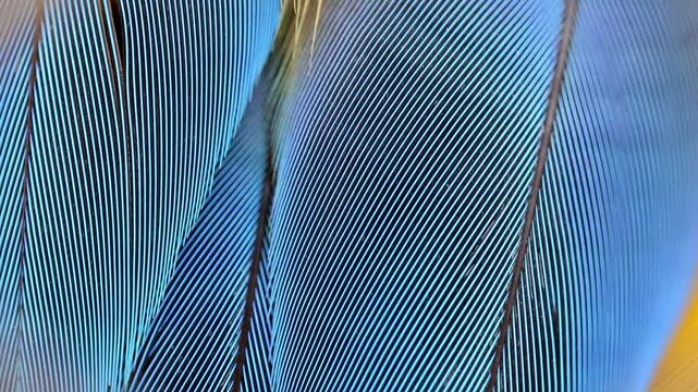 Blue macaw feather texture close up pattern detail 180fps Captured in Cinematic High Detail Footage