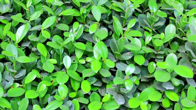 Fresh green plant leaves growing outdoors close up 180fps Captured in Cinematic High Detail Footage