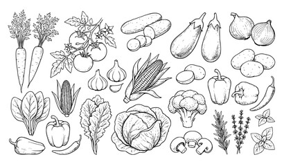 Fototapeta premium Black and White Vegetable Botanical Line Art Illustration Set