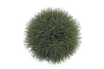 Obraz premium A spherical green bush with dense needle-like foliage, isolated on a transparent background, viewed from above for landscape architectural plans
