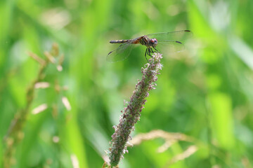 Dragonfly Resting on Wildflower Seed Head with Green Background  © Christine Donnelly