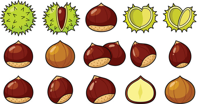 Chestnut Vector Set Featuring Sweet Chestnuts Horse Chestnuts and Spiky Green Husks for Autumn Food and Botanical Nature Designs