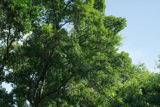 Large trees, a backdrop of lush green nature.