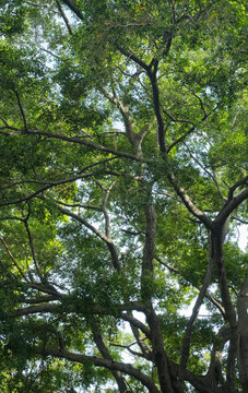 Large trees, a backdrop of lush green nature.