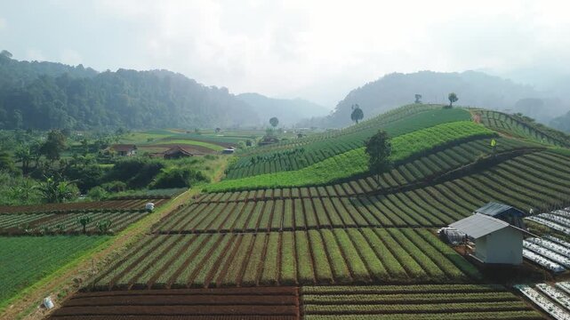 Aerial view of terraced agricultural fields and vegetable rows on a hillside with misty mountains in Sukabumi, West Java, Indonesia.