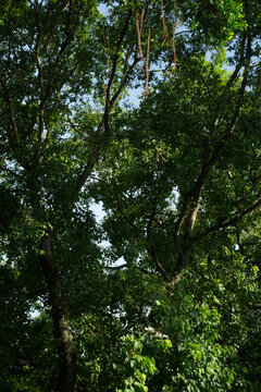 Large trees, a backdrop of lush green nature.