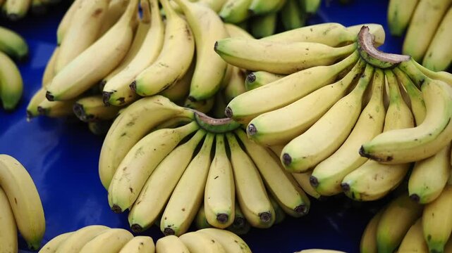 Fresh bananas stacked at market in morning light