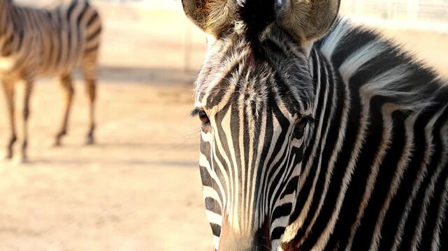 Zebra face and stripe pattern close up in zoo enclosure 180fps Captured in Cinematic High Detail Footage
