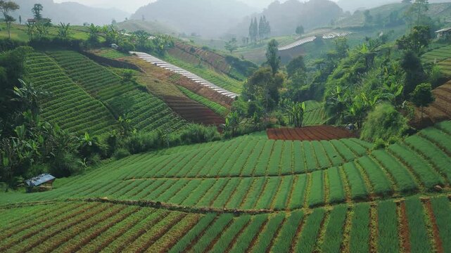 Aerial view of lush green terraced vegetable fields on rolling hills with tropical vegetation and misty mountains in the background in Sukabumi, West Java, Indonesia.