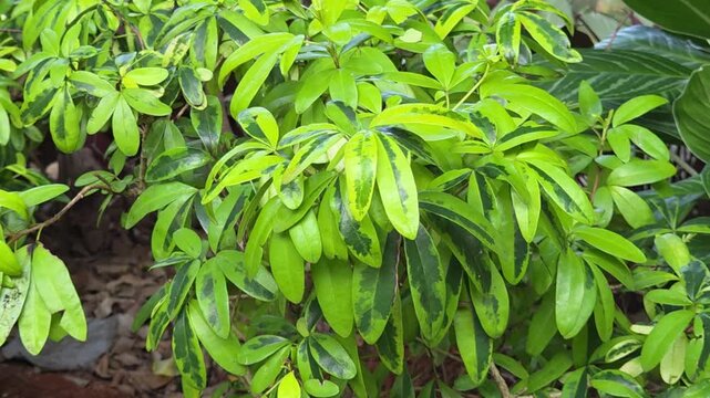 Close-up of variegated dwarf umbrella plant leaves with vibrant green patterns, showcasing lush tropical foliage and natural botanical beauty in a garden setting