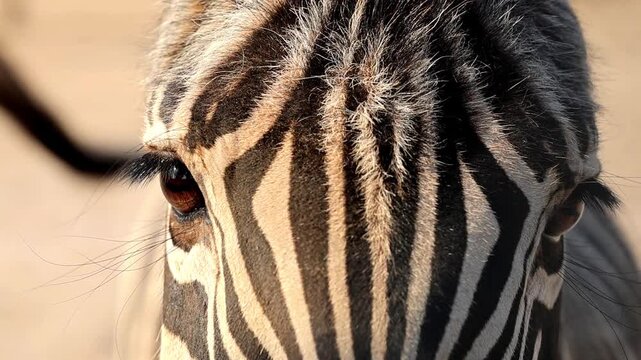 Zebra face and stripe pattern close up in zoo enclosure 180fps Captured in Cinematic High Detail Footage