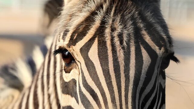 Zebra face and stripe pattern close up in zoo enclosure 180fps Captured in Cinematic High Detail Footage