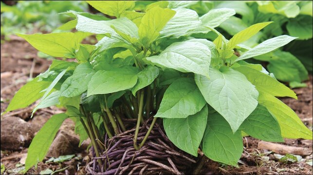 exclusion. Native plant with dense coiled roots in soil, excluding smaller seedlings. gardening catalogs, home-decor guides, designed for home decor and floral branding, promotes healthy living.