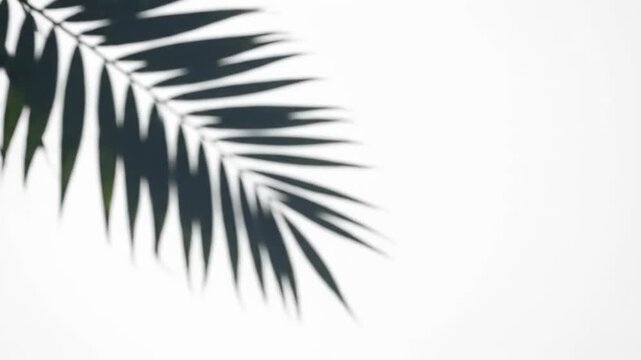 Silhouette of a tropical palm leaf shadow cast onto a plain white background surface. Minimalist natural lighting effect with soft blurred edges and organic plant textures.