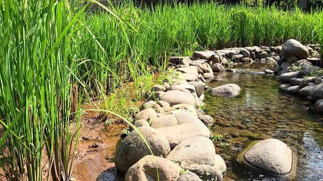 Clear water flowing through a landscaped stone channel bordered by lush green reeds, creating a tranquil garden scene with natural textures and sunlight reflections